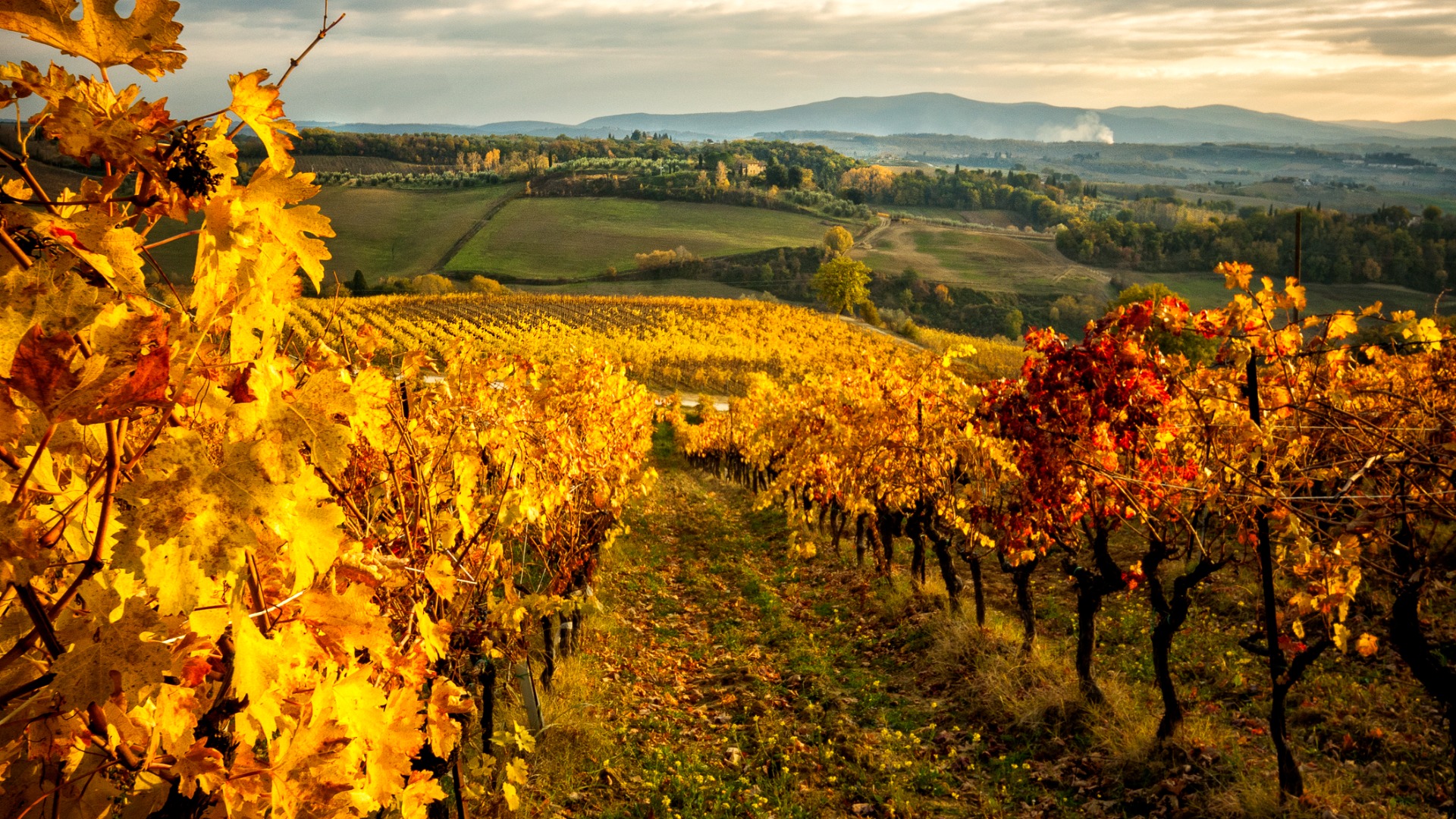 Vineyards with yellow leaves after the autumn harvest with the rolling hills of Tuscany in the background.