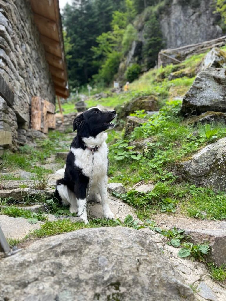 Dog on the Hanging Bridge