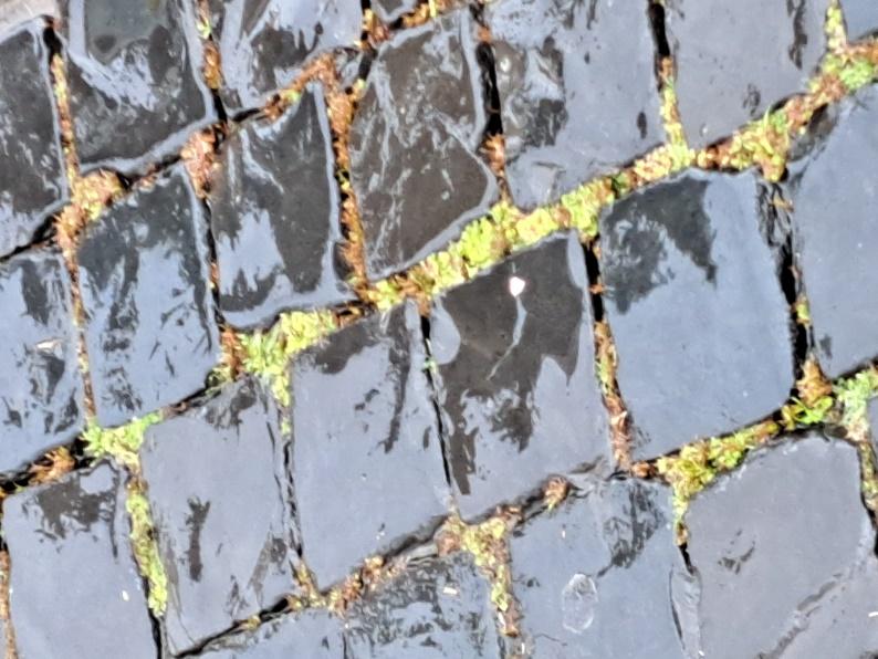 Wet stone pavement with grass growing on it