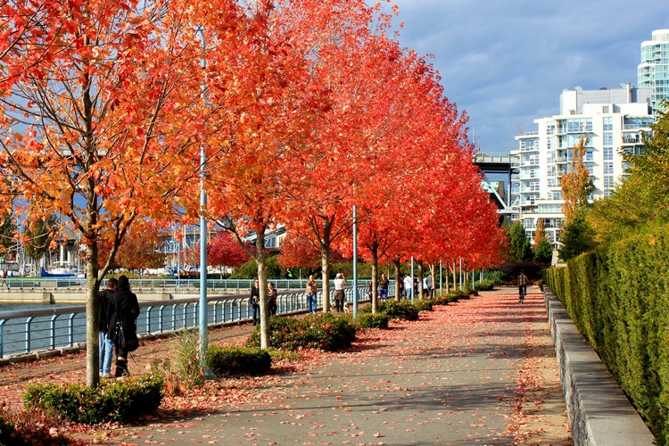 Bright red autumn trees along the Yaletown Seawall in Vancouver