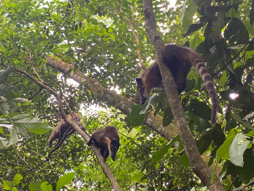 Wildlife in Argentina side of Iguazu National Park