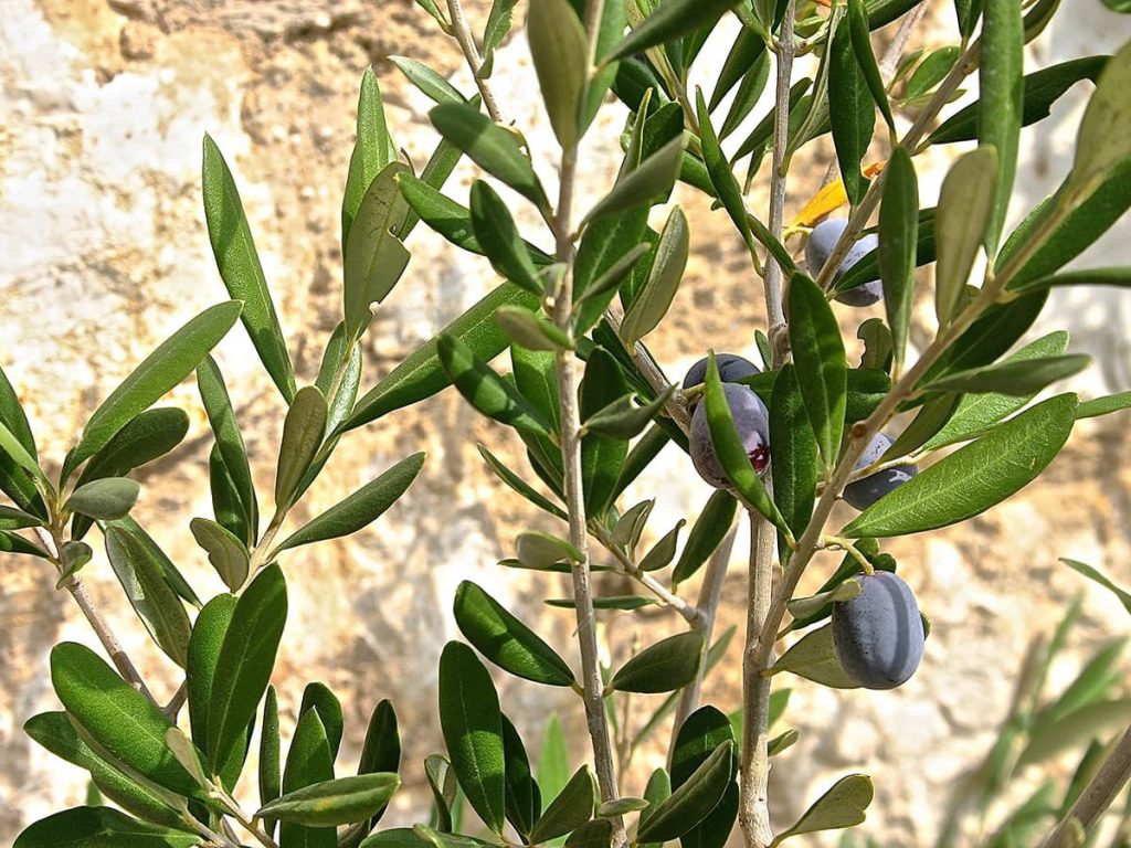 Popular Greek souvenirs include genuine olive oil.