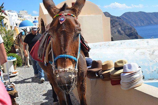 Santorini Souvenirs Greek Donkey