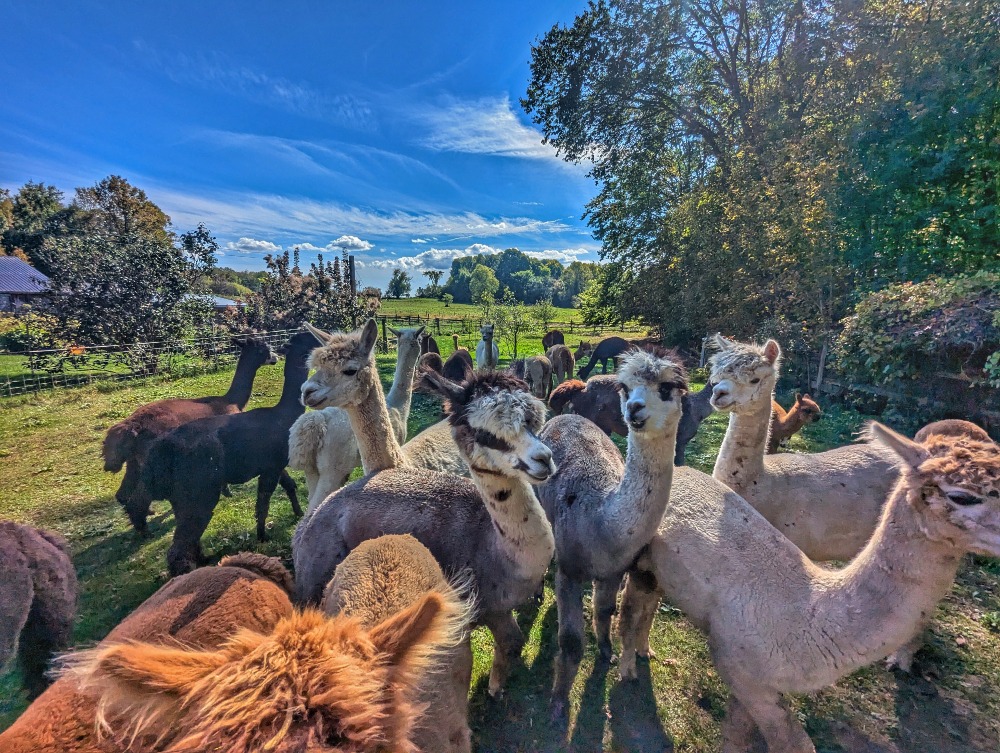 Alpaca herd at Hidden Meadow Alpacas with rolling green pastures in the distance