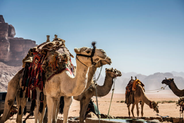 Jordan desert camel