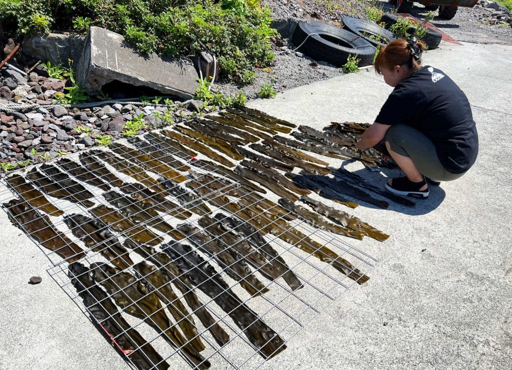 A woman drying kombu in the sunshine on Rishiri