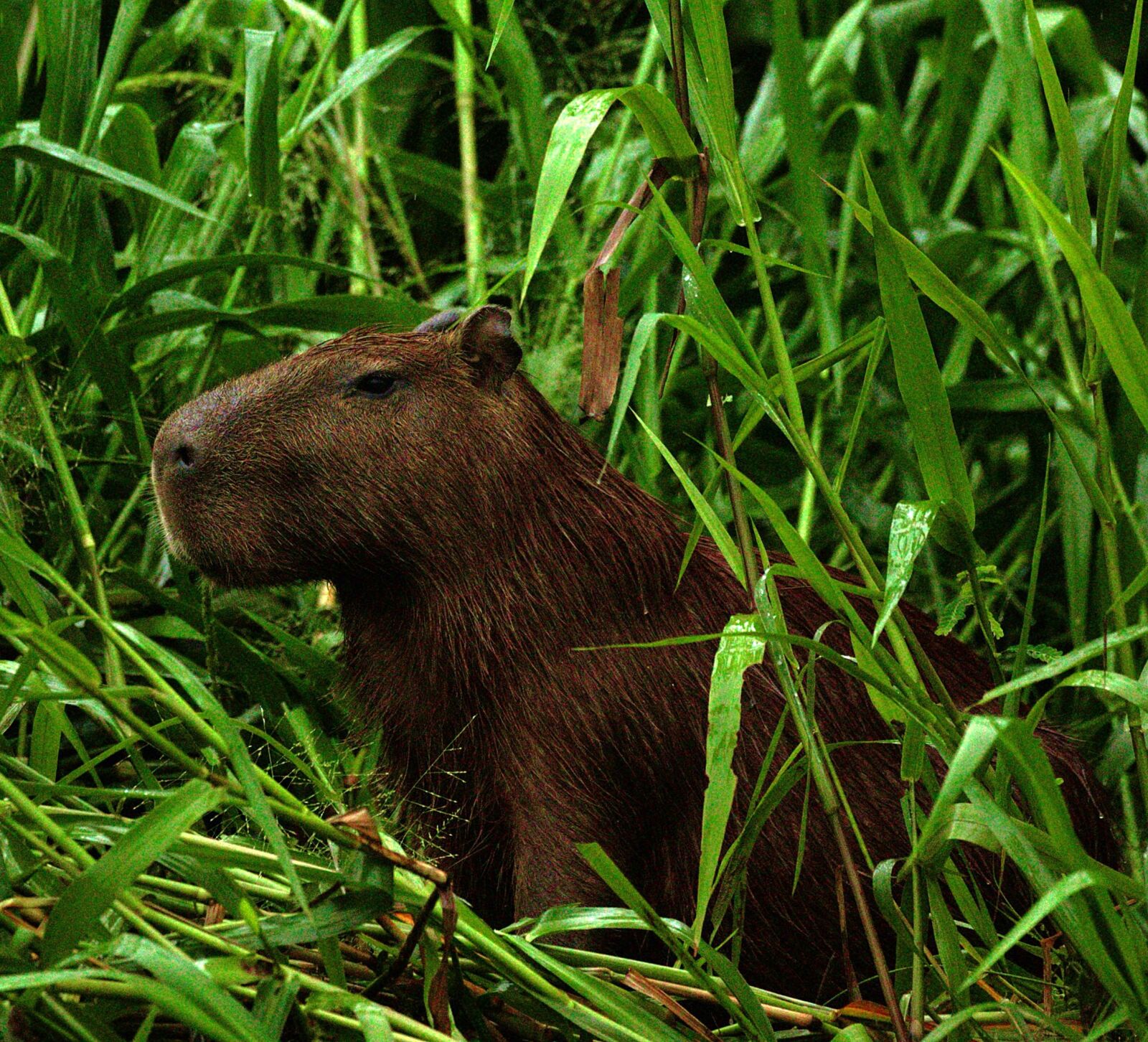 Capybara in the Amazon