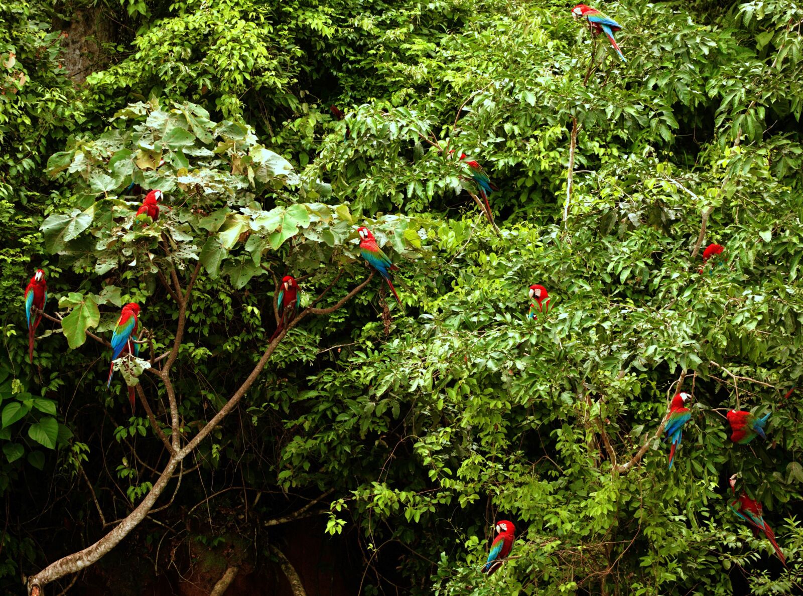 Scarlet macaws in the Amazon