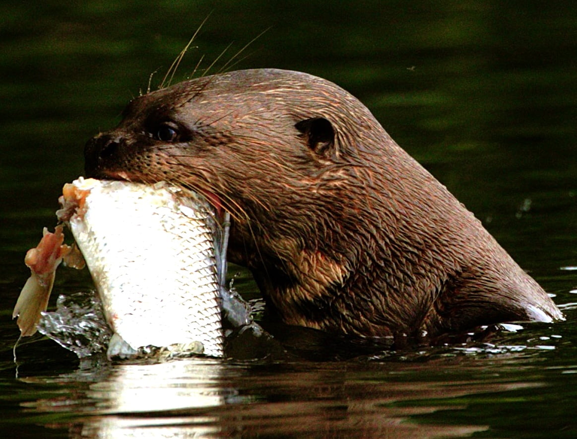 Dominant female otter in the Amazon River