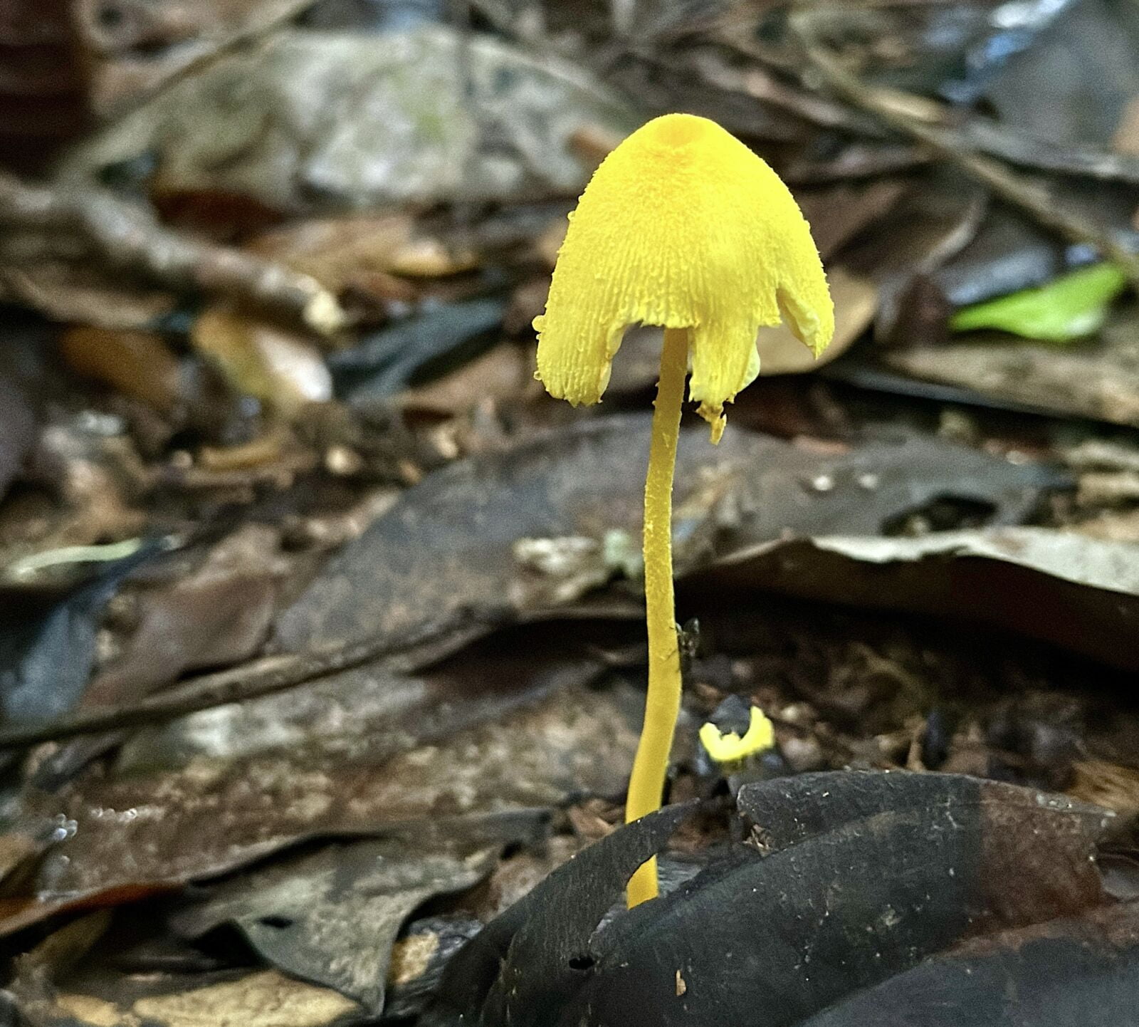 Wild mushroom in the Amazon