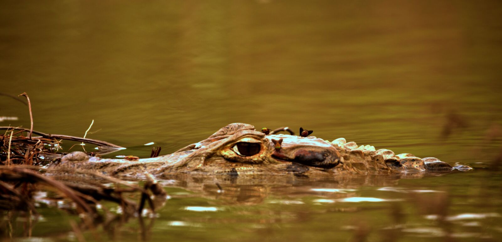 Caiman in the Amazon