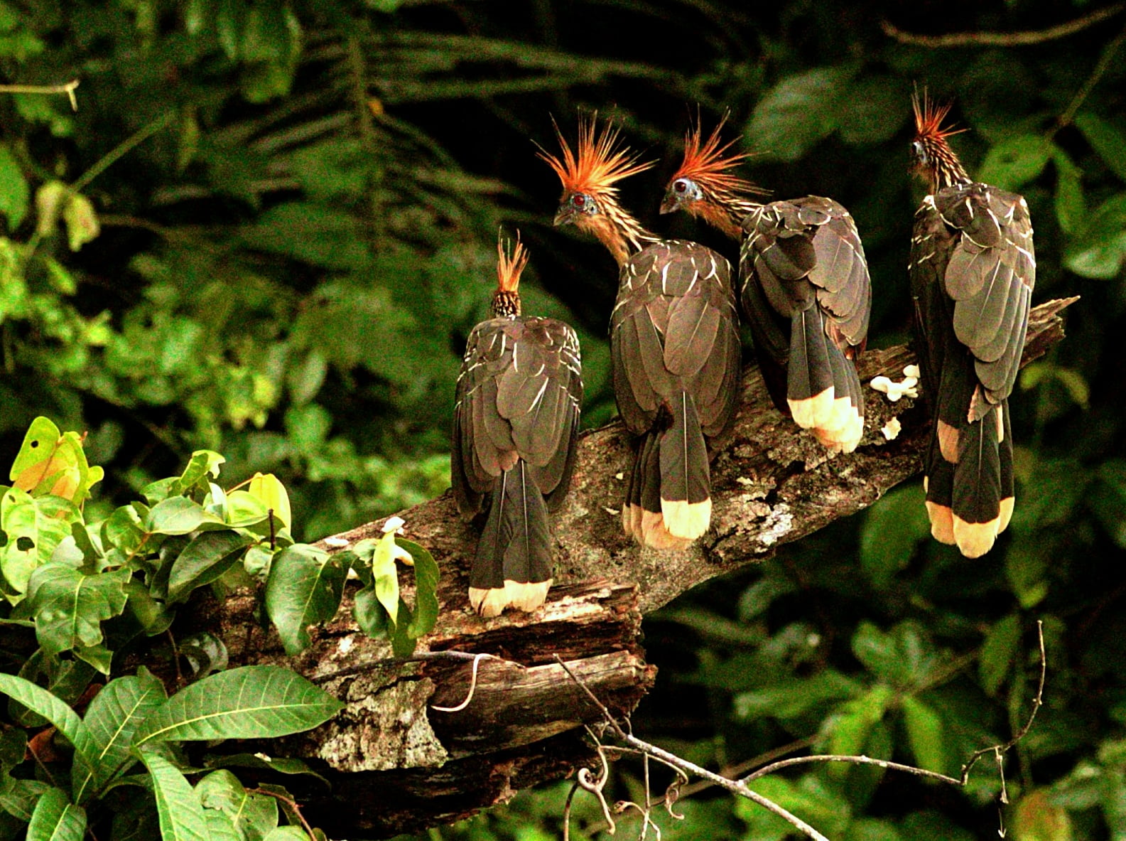 Hoatzin birds in the Amazon