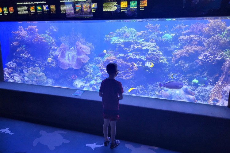 Viewing tropical fish inside Waikiki Aquarium, Honolulu, Oahu, Hawaii