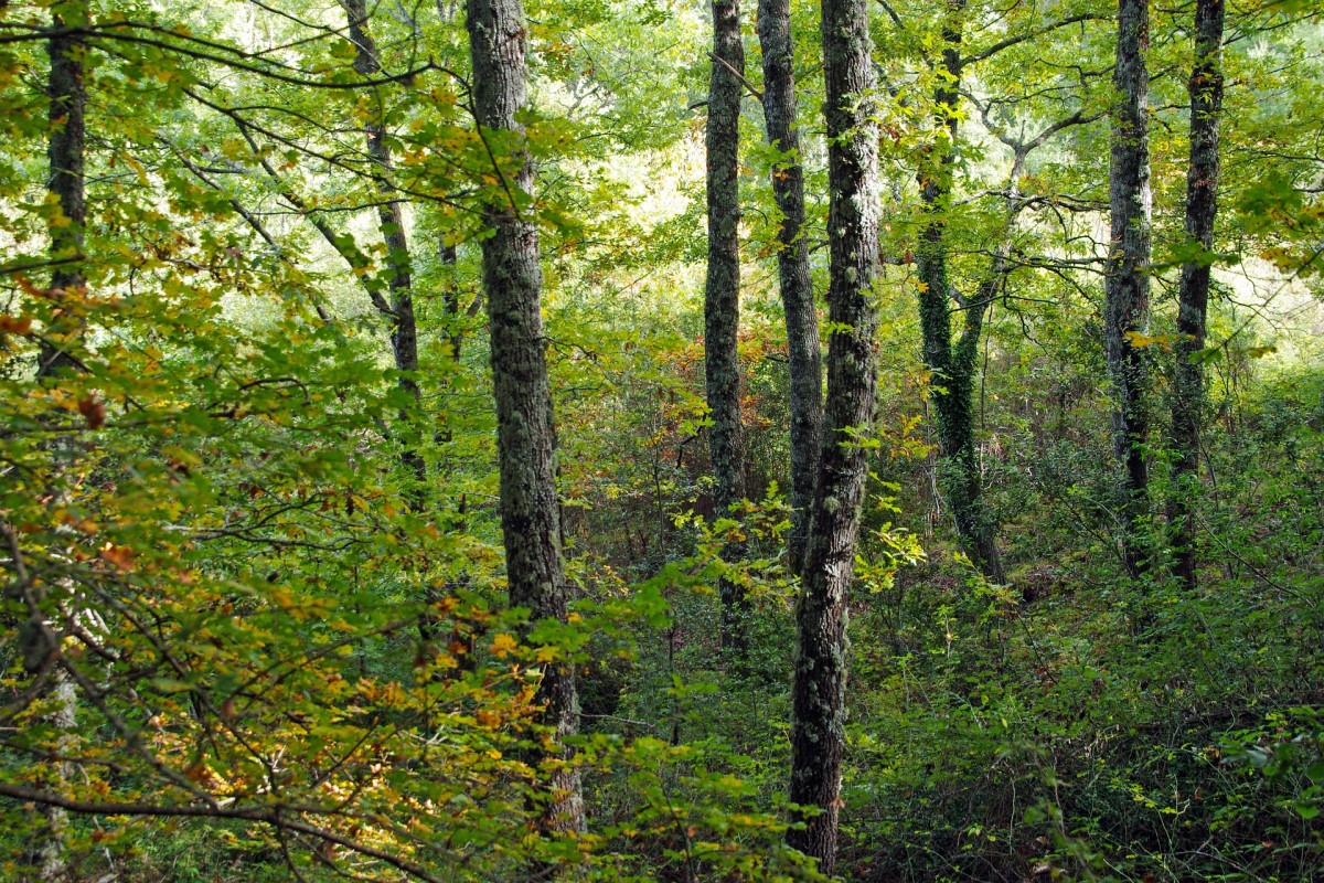 Experience wild forests, stillness where historical bandits once lurked, endless vistas, majestic eagles, and wolves. Missing Sila would be a significant oversight.