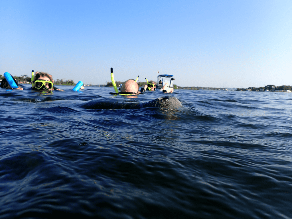 Tour group swimming with manatees