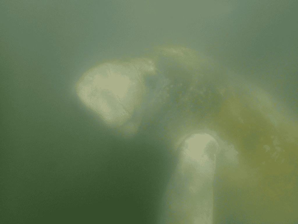 Manatee underwater in Florida in Crystal River