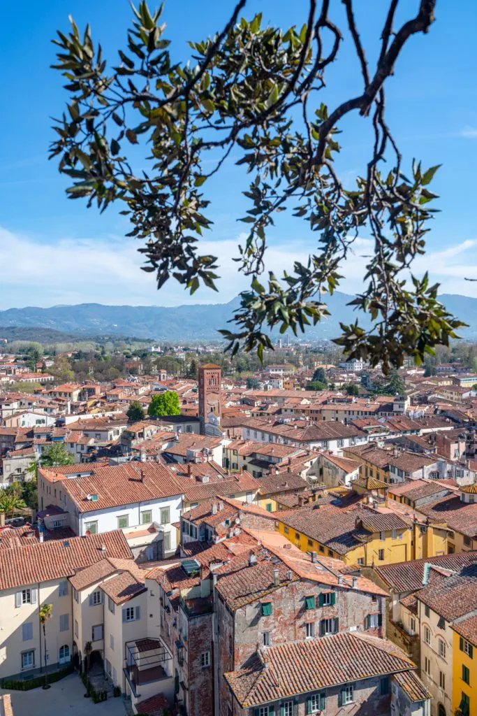 View of Lucca, Italy, from Torre Guinigi, with oak tree branches in the foreground