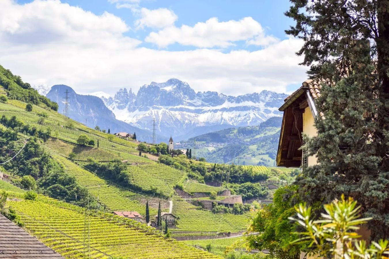 View near Bolzano, Italy with vineyards and the Dolomites in the background