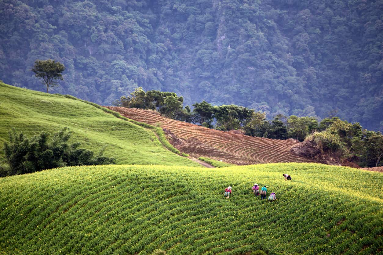 Rice paddies in Vietnam