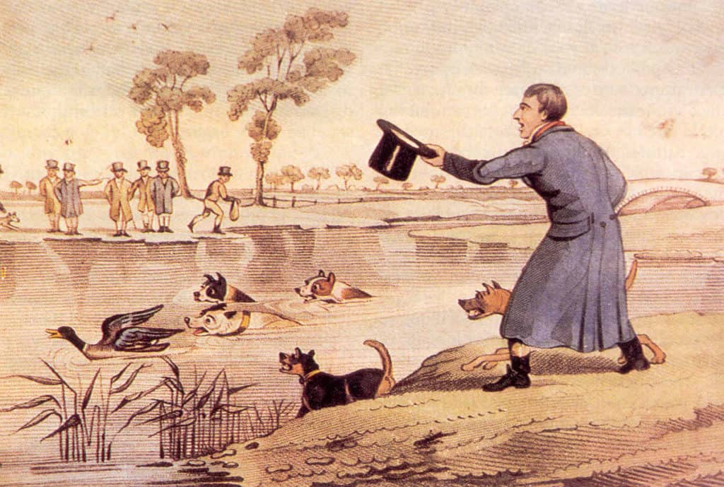 Duck baiting. Wikipedia Commons