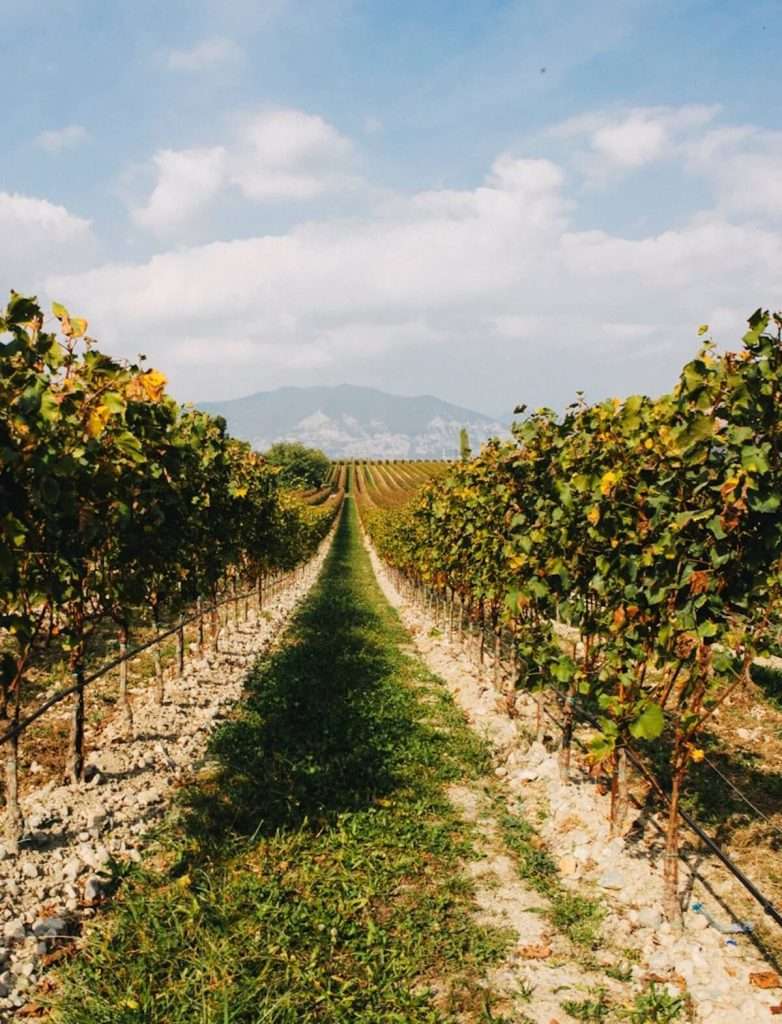 The best wineries and vineyards in Italy