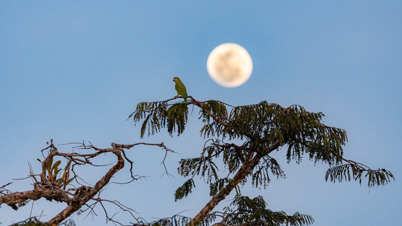 Parrot against a moonrise in the Amazon