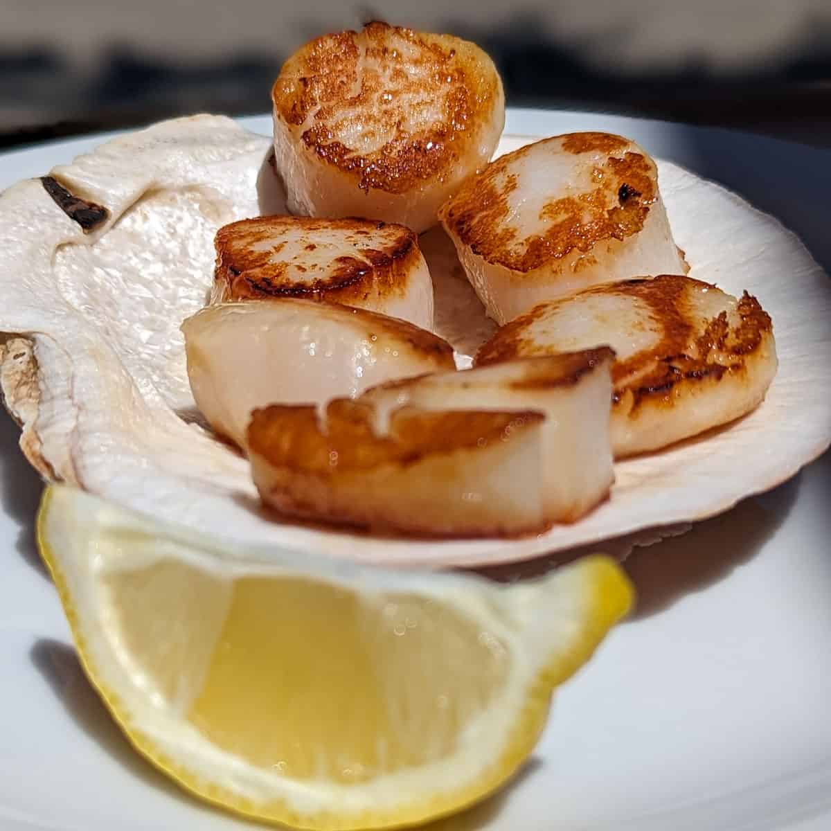 Scallops at The Wheelhouse