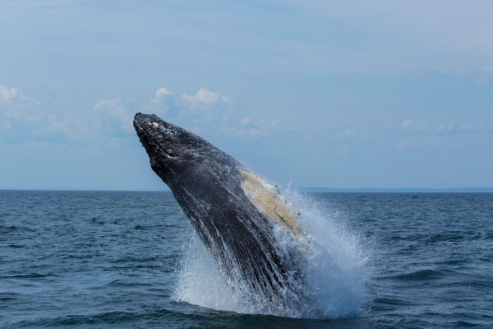 Grand Manan Whale Breach