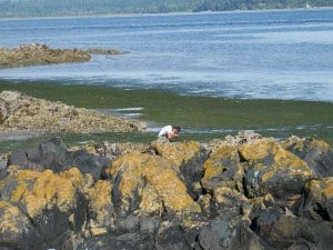 Vancouver Island beach trip