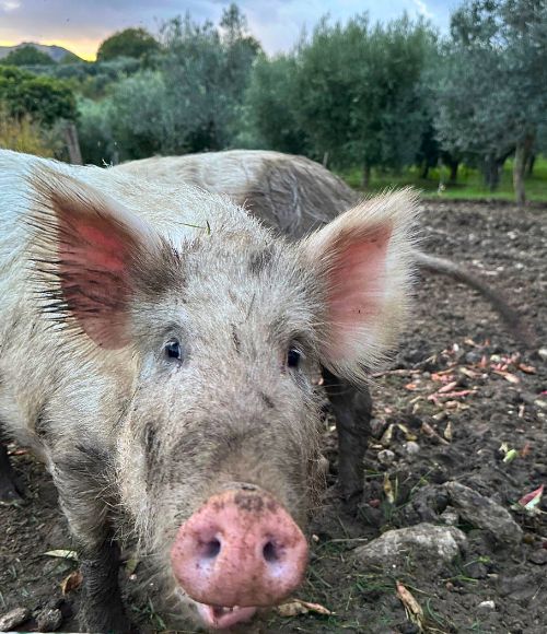 Deceptively cute farm hogs. Photo by Isabella Miller