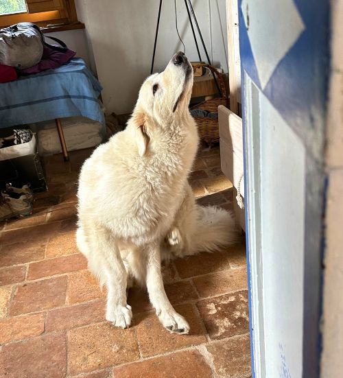 The protective, flea-ridden farm dog, Yoda. Photo by Isabella Miller