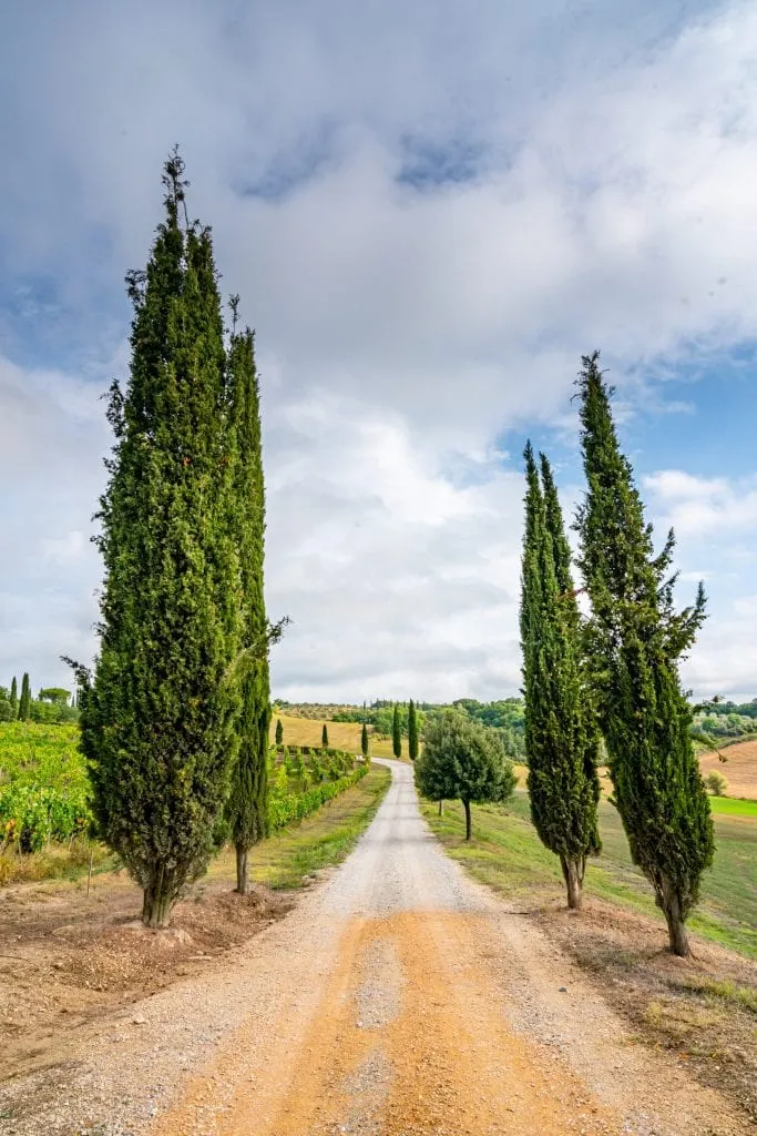 Dirt road lined with Italian cypress trees leading to a villa in Tuscany