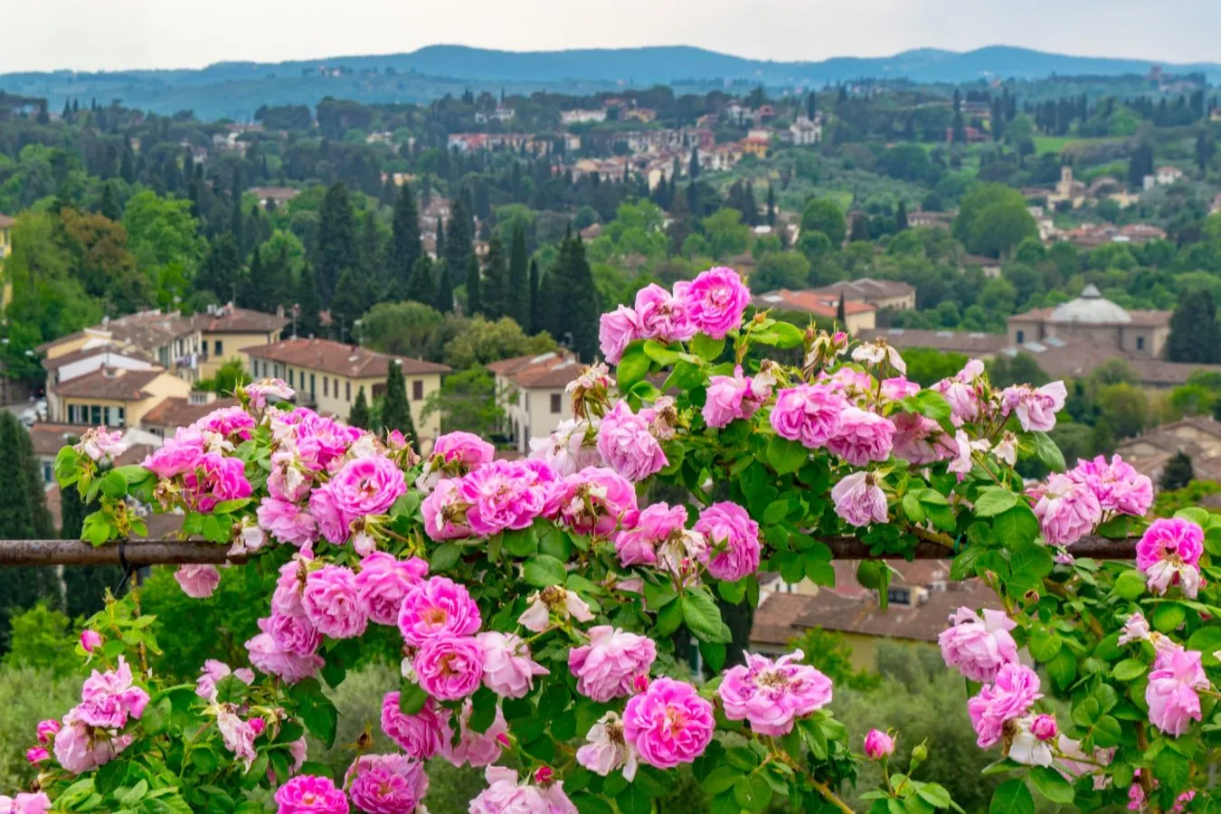 View of pink flowers blooming in the Boboli Gardens during spring in Tuscany, Italy