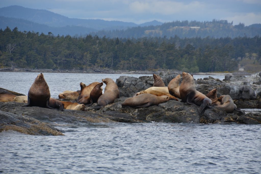 Stellar sea lions in the Salish Sea on a whale watching tour with Eagle Wing Tours in Victoria, BC