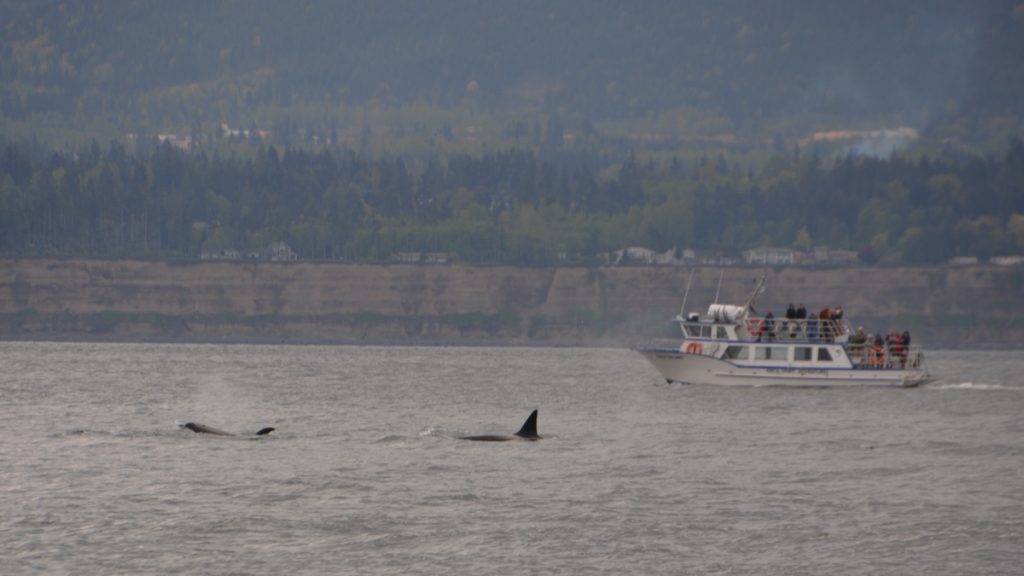 Orcas swimming in the Salish Sea on a tour with Eagle Wing Whale Watching Tours in Victoria, BC