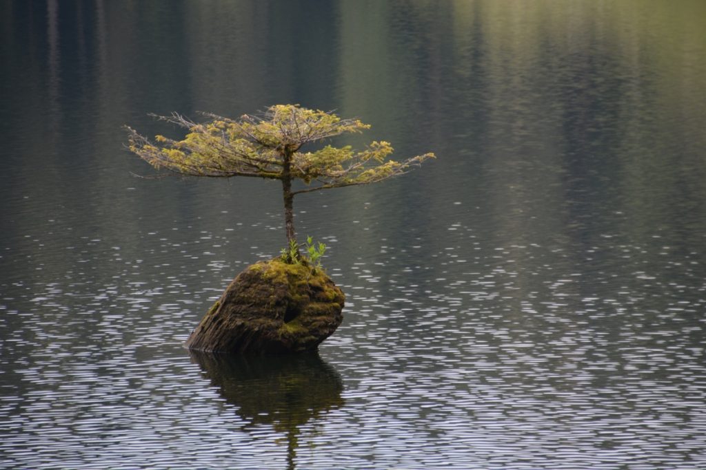 The famous Fairy Tree Douglas Fir in Port Renfrew on Vancouver Island