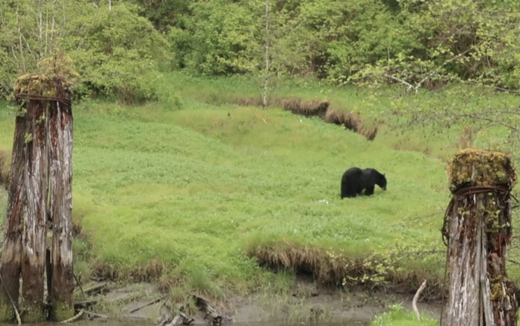 A black bear eating along a river's edge in Port Renfrew, British Columbia