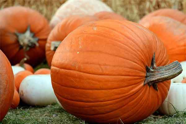 ToDoOntario - Rounds Ranch - pumpkin mania