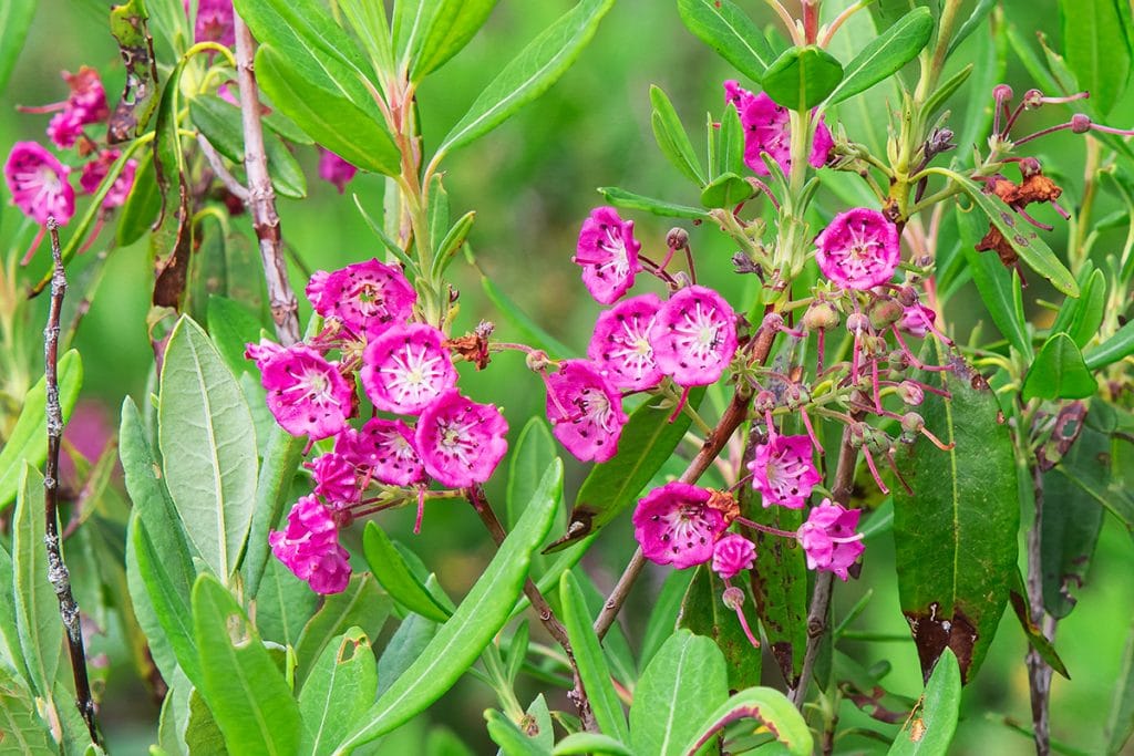 Sheep Laurel, Campobello Island.