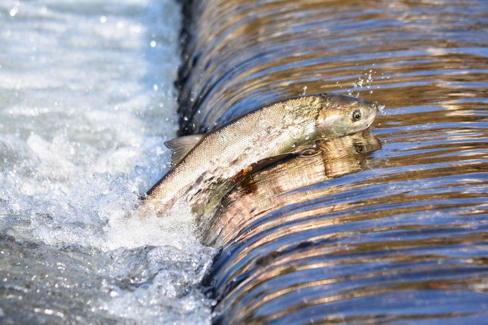 salmon migration in Ontario