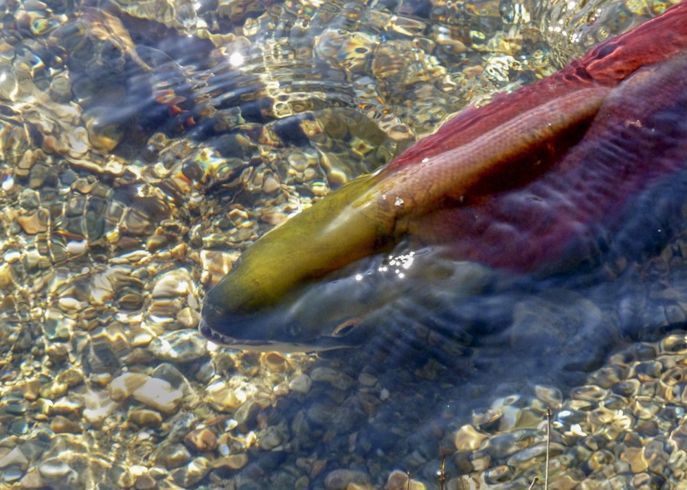 Close up photo of salmon in the water during the migration in Ontario.