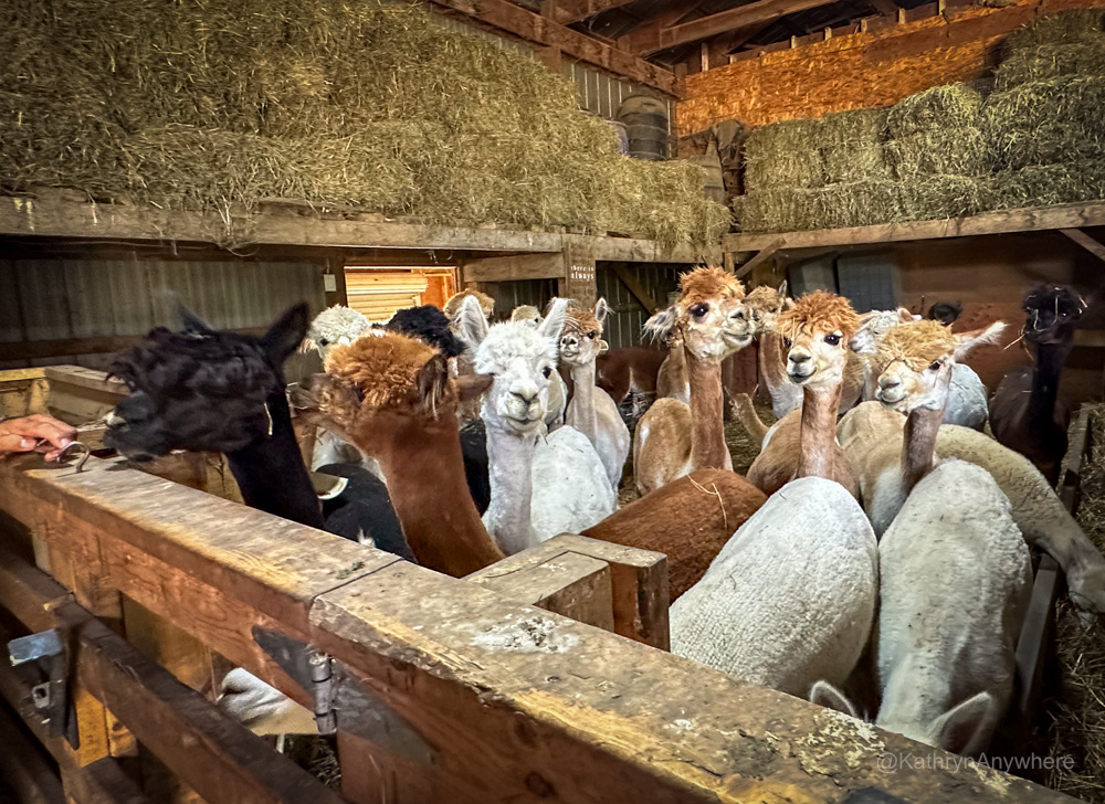 Malette Family Farm female alpacas in barn Blyth Ontario