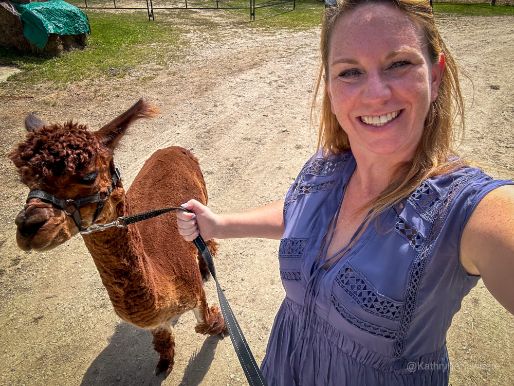 Malette Family Farm walking Trimble the male alpaca Blyth Ontario