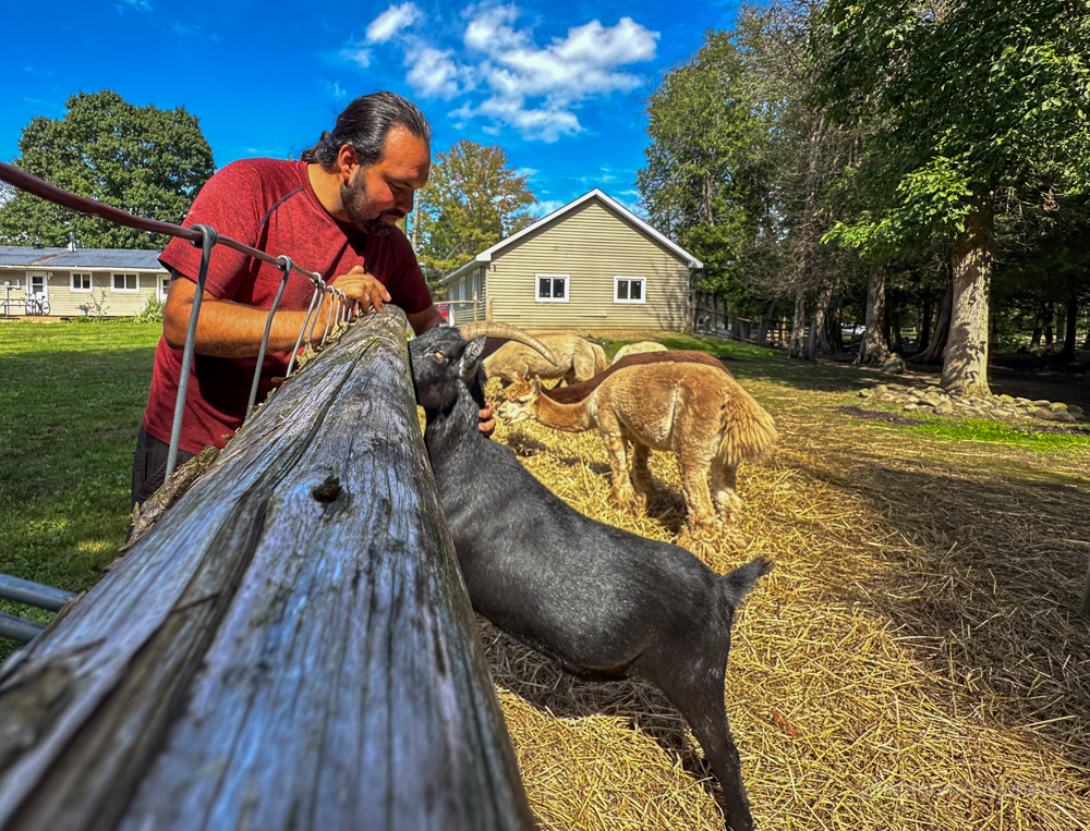 Jacques Malette petting a goat at Malette Family Farm, Blyth Ontario alpacas