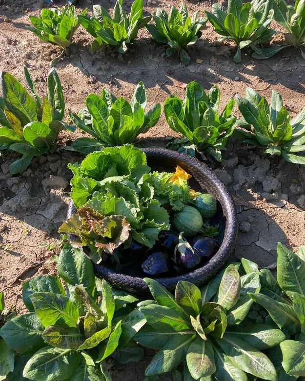 Vegetable garden at La Montecchia