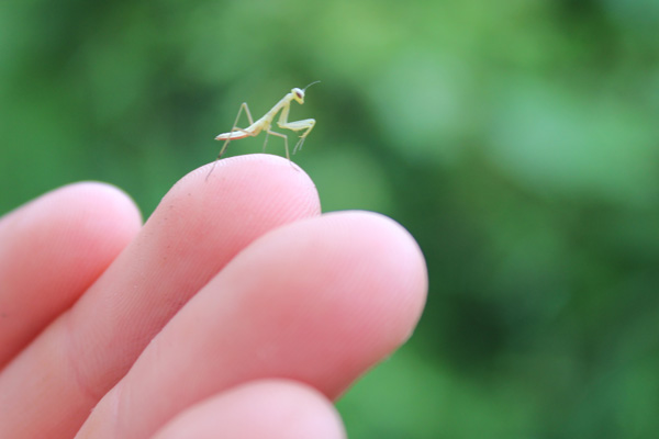 Learn-to-Camp-baby-mantis--Lets-Discover-ON