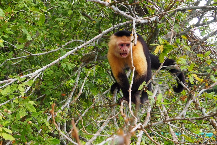 Monkey Island tour in Panama City, Panama