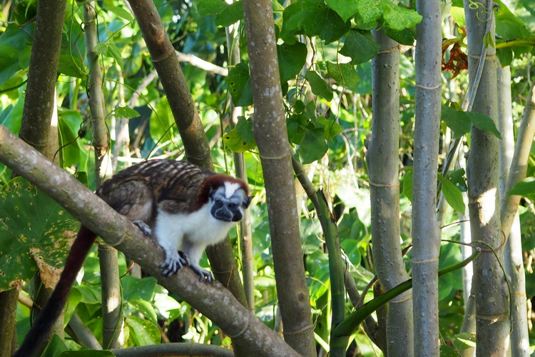 Visit Monkey Island, Panama City, Panama