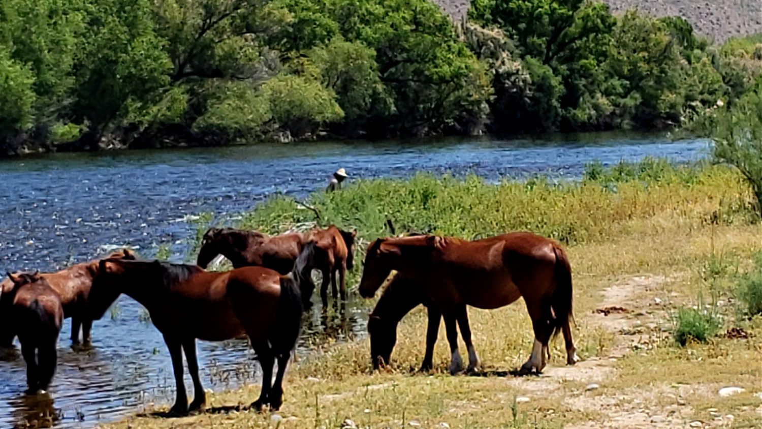 A herd of wild horses on the Lower Salt River near Mesa, Arizona