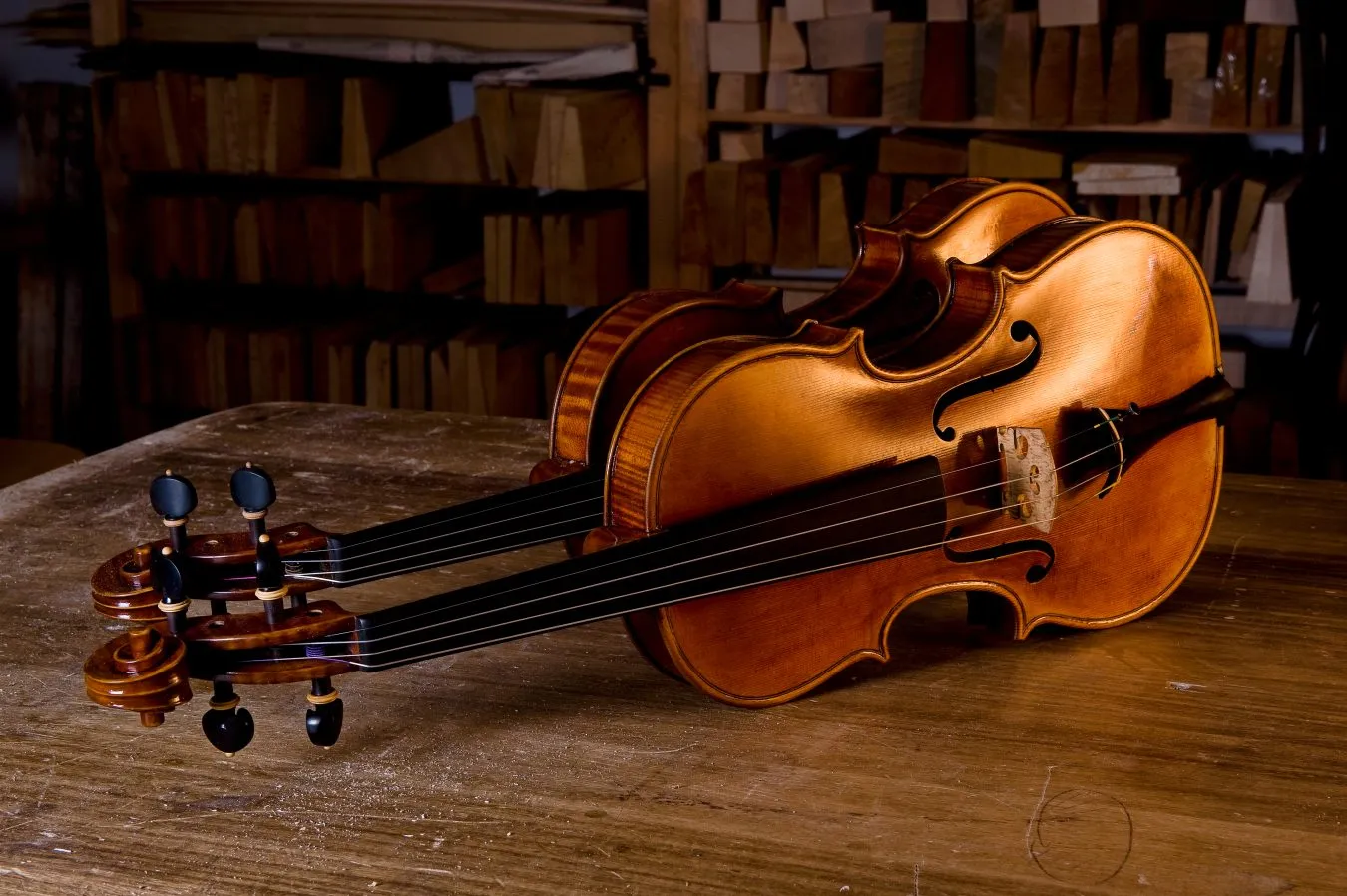 two violins on display in cremona italy